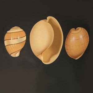 Land Snails